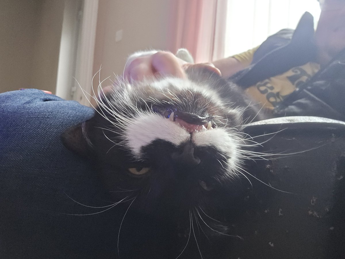 Kitty loves scritches so much it resets his brain..