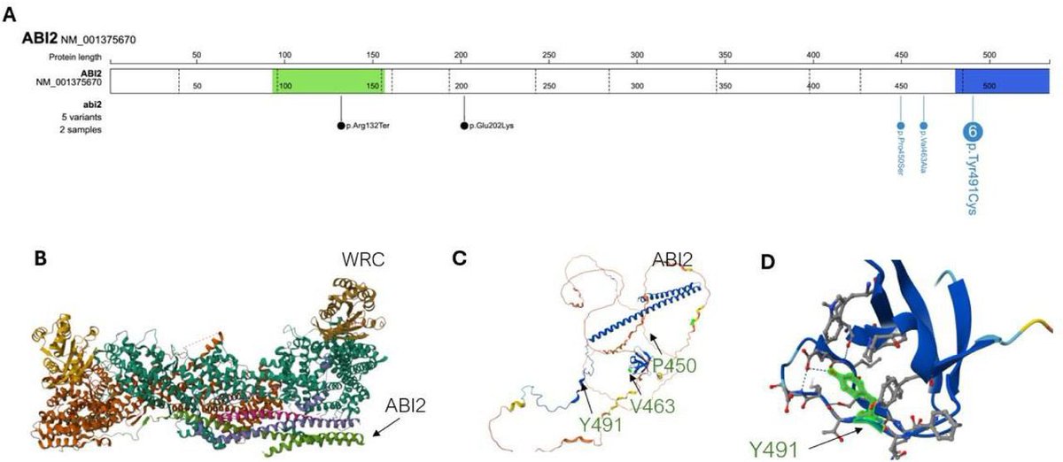 RT <a href="/FranMartinezGr/">Francisco Martínez</a>: Missense ABI2 variants linked to a neurodevelopmental disorder with intellectual disability, epilepsy, hypoplasia of the corpus callosum, and white matter abnormalities #RareDisease #Genetics #morbidgene medrxiv.org/content/10.110…