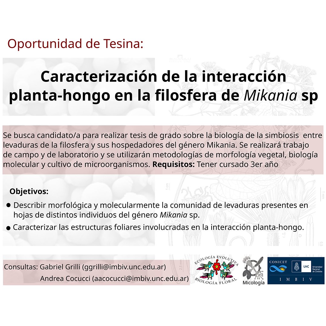 IMBIV-CONICET-UNC (@imbivconicetunc) on Twitter photo POR FAVOR DIFUNDIR
𝗢𝗽𝗼𝗿𝘁𝘂𝗻𝗶𝗱𝗮𝗱 𝗱𝗲 𝗧𝗲𝘀𝗶𝗻𝗮
𝗖𝗮𝗿𝗮𝗰𝘁𝗲𝗿𝗶𝘇𝗮𝗰𝗶𝗼́𝗻 𝗱𝗲 𝗹𝗮 𝗶𝗻𝘁𝗲𝗿𝗮𝗰𝗰𝗶𝗼́𝗻 𝗽𝗹𝗮𝗻𝘁𝗮-𝗵𝗼𝗻𝗴𝗼 𝗲𝗻 𝗹𝗮 𝗳𝗶𝗹𝗼𝘀𝗳𝗲𝗿𝗮 𝗱𝗲 𝙈𝙞𝙠𝙖𝙣𝙞𝙖 𝙨𝙥
+ info en hilo 👇 POR FAVOR DIFUNDIR
𝗢𝗽𝗼𝗿𝘁𝘂𝗻𝗶𝗱𝗮𝗱 𝗱𝗲 𝗧𝗲𝘀𝗶𝗻𝗮
𝗖𝗮𝗿𝗮𝗰𝘁𝗲𝗿𝗶𝘇𝗮𝗰𝗶𝗼́𝗻 𝗱𝗲 𝗹𝗮 𝗶𝗻𝘁𝗲𝗿𝗮𝗰𝗰𝗶𝗼́𝗻 𝗽𝗹𝗮𝗻𝘁𝗮-𝗵𝗼𝗻𝗴𝗼 𝗲𝗻 𝗹𝗮 𝗳𝗶𝗹𝗼𝘀𝗳𝗲𝗿𝗮 𝗱𝗲 𝙈𝙞𝙠𝙖𝙣𝙞𝙖 𝙨𝙥
+ info en hilo 👇