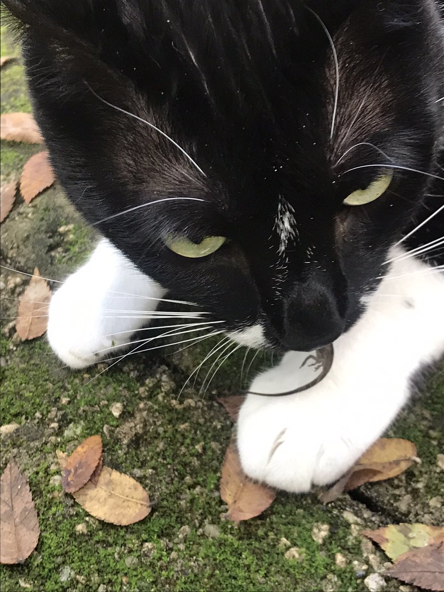 We EACH caught a gecko🦎 on our #Hedgewatch ! Tah-dah. 
Then we was RUDELY manhandled and our jaws pried open to free the geckos🦎! Mum sez it’s a catch &amp; release program. Wes don’t agree. Now wes grumpy. 
                        ~Sophie &amp; Molly 

#CatsOfTwitter #CatsOnX