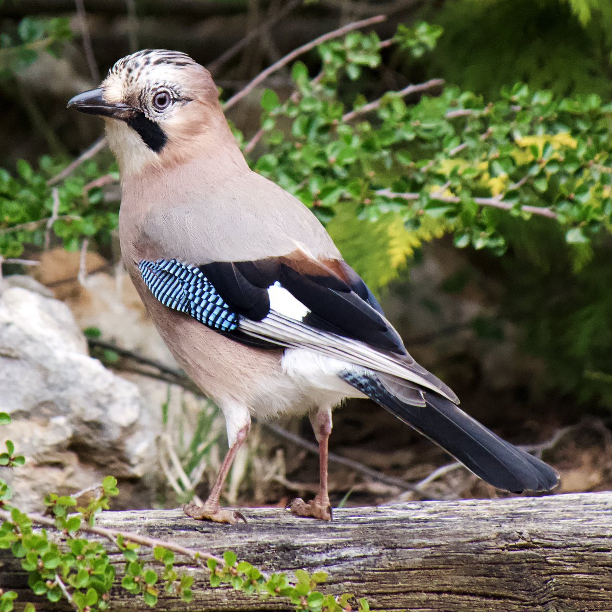 Arnau Mundet tweet media