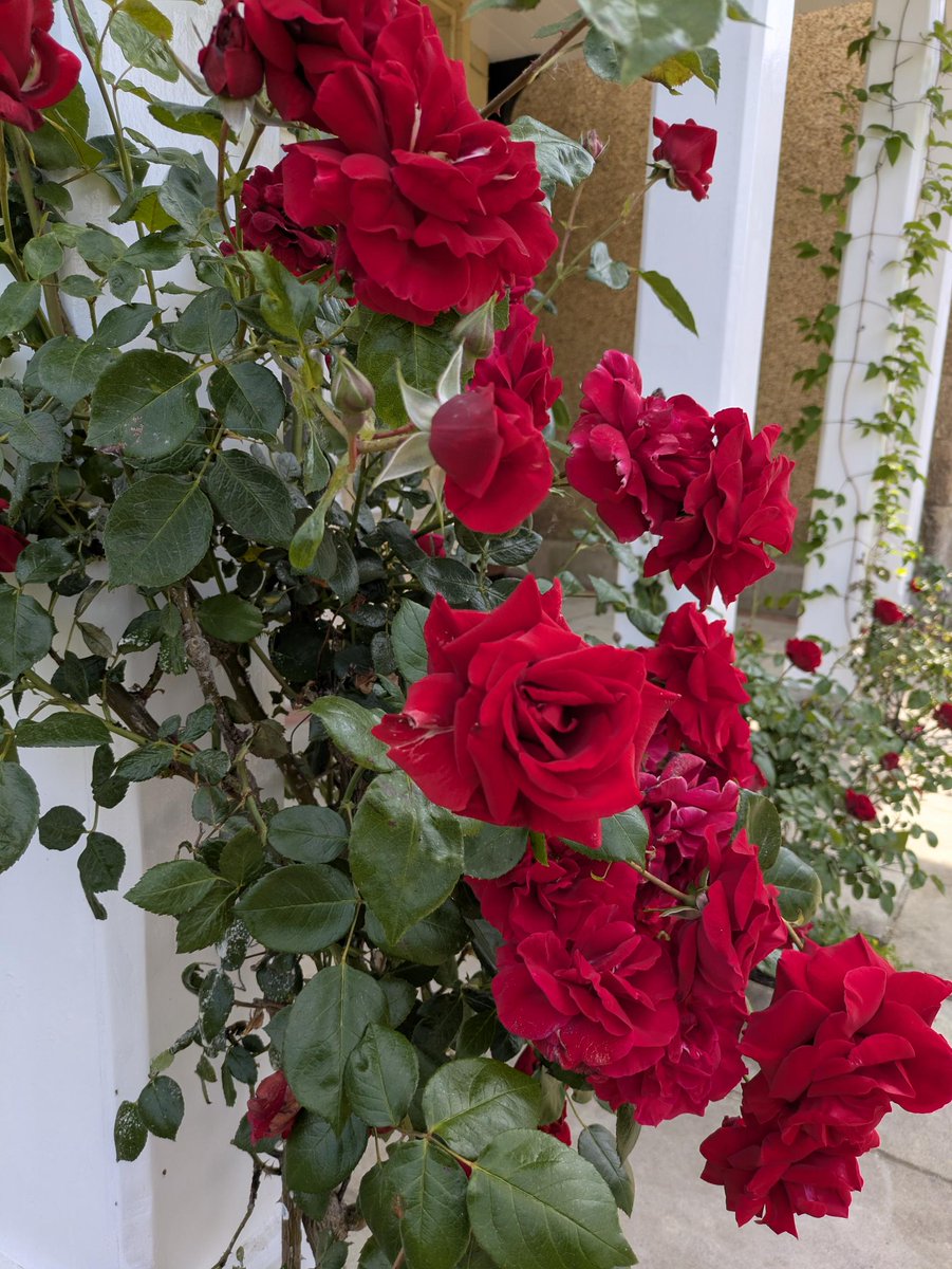 It’s peak bloom season at #YehudiMenuhinSchool! Our landscaping team has brought the grounds to life with #wildflowers, #roses &amp; more. A beautiful backdrop ready for the concerts &amp; picnics of our Summer Festival: menuhinhall.co.uk/whats-on/categ… #WildlifeWednesday #Summer #SurreyGardens