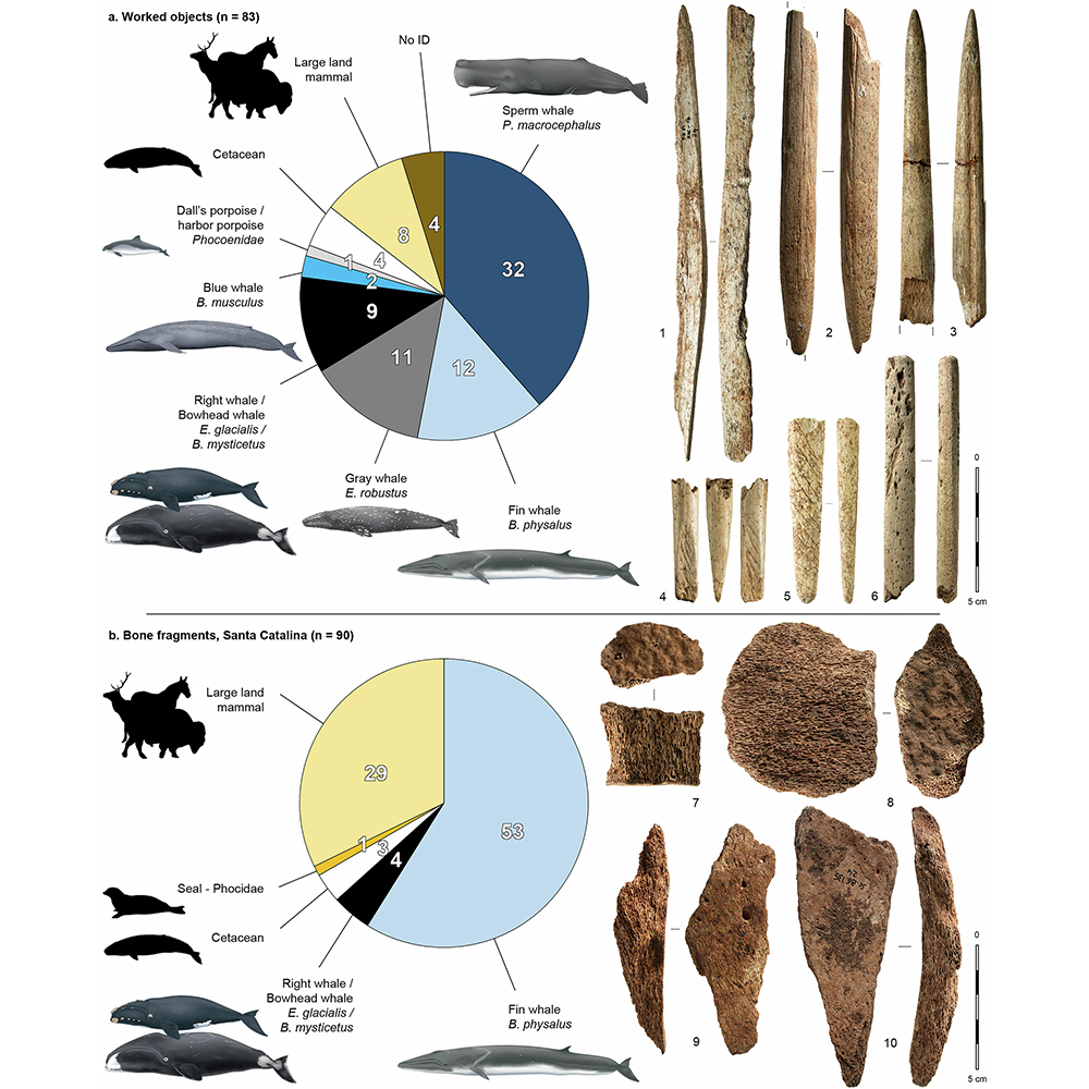 Nature Portfolio (@natureportfolio) on Twitter photo Humans may have been making tools from whale bones up to 20,000 years ago, according to evidence presented in <a href="/NatureComms/">Nature Communications</a>. go.nature.com/4kIzqZb Humans may have been making tools from whale bones up to 20,000 years ago, according to evidence presented in <a href="/NatureComms/">Nature Communications</a>. go.nature.com/4kIzqZb