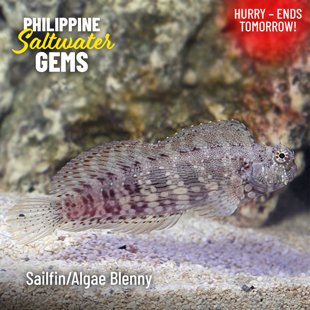 LiveAquaria's tweet photo. IN STOCK ALERT! Philippine fish & inverts are in stock and priced to move. Enjoy up to 25% off select marine species. They’re going fast, so get them before they’re gone!
https://t.co/dmLgqLPOqo
#philippineaquaticlife #fish #invert #philippinefish #marinefish #marineinvert https://t.co/JbGw9BedDC