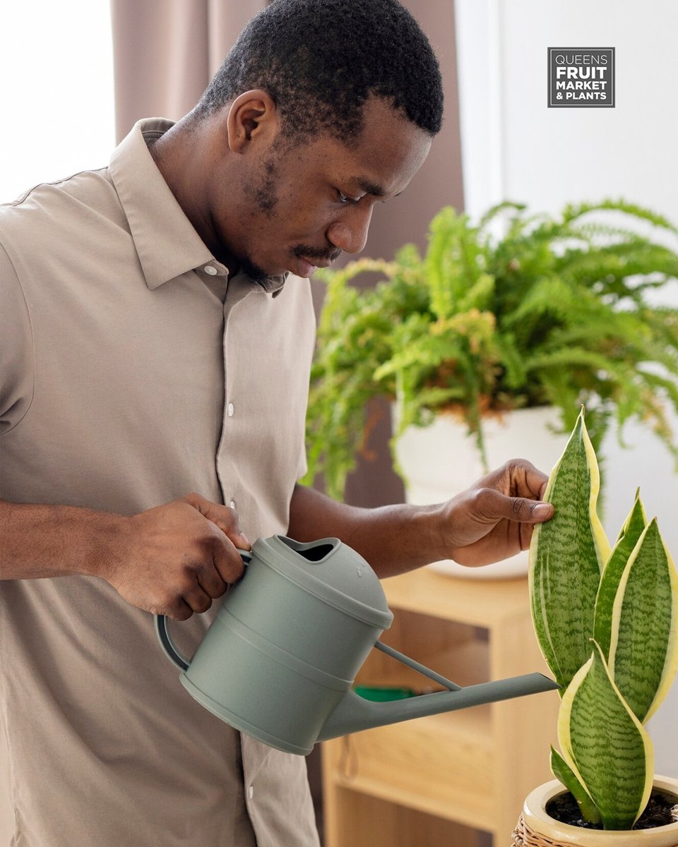 annie__plants's tweet photo. It’s that time of year to fertilize your plants. When it comes to plant food, we have some of the best! 

If you’re stumped on which one to pick, try the SCHULTZ Liquid Plant Food, as it will help maximize growth.

Pick up yours today! 
–
564 Queen St W | #Toronto #YYZ https://t.co/k6IeHpqXxU