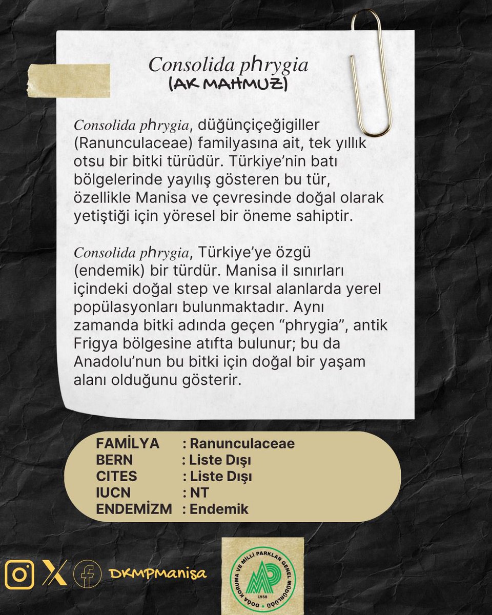 🌿 Manisa’nın Doğal Zenginliği, Endemik Bitki Türleri Serisi Bölüm-1
📍𝘊𝘰𝘯𝘴𝘰𝘭𝘪𝘥𝘢 𝘱𝘩𝘳𝘺𝘨𝘪𝘢 (Ak Mahmuz)
Renkleriyle bozkırları süsleyen, sadece Anadolu topraklarında yetişen bu narin güzellik, Manisa’nın saklı endemiklerinden biri.
Her çiçeğinde yüzyıllık bir doğa