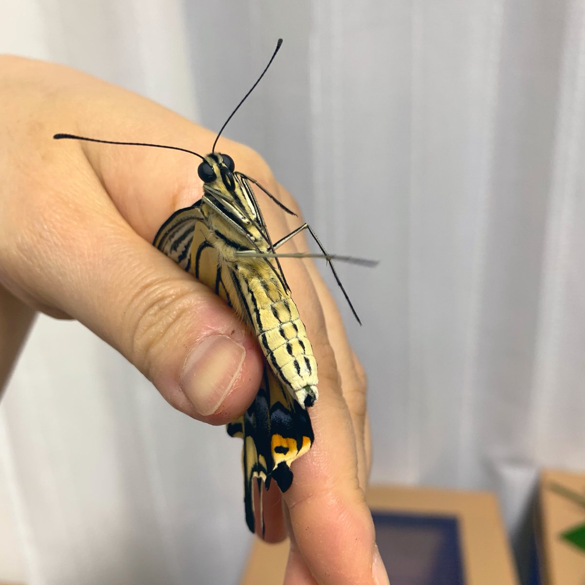 debuが！出たぞ！
大きくて美しい子だぞ！これはもう近所で評判の蝶になってしまう！！しかし写真じゃ大きさが伝わらない！😫