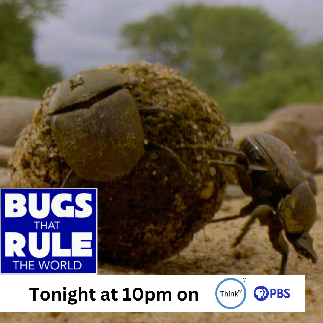 ThinkTV (@thinktv) on Twitter photo Are beetles truly 'the most important species on the planet'? Uncover the answer on a new episode of Bugs That Rule the World tonight at 10pm on ThinkTV16, the station livestream, or the PBS App. Learn more: thinktv.org/bugs-that-rule… . Are beetles truly 'the most important species on the planet'? Uncover the answer on a new episode of Bugs That Rule the World tonight at 10pm on ThinkTV16, the station livestream, or the PBS App. Learn more: thinktv.org/bugs-that-rule… .