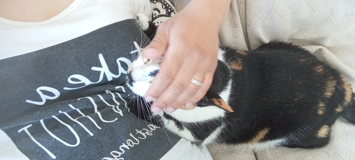 Los gatos son super independientes me dijeron...