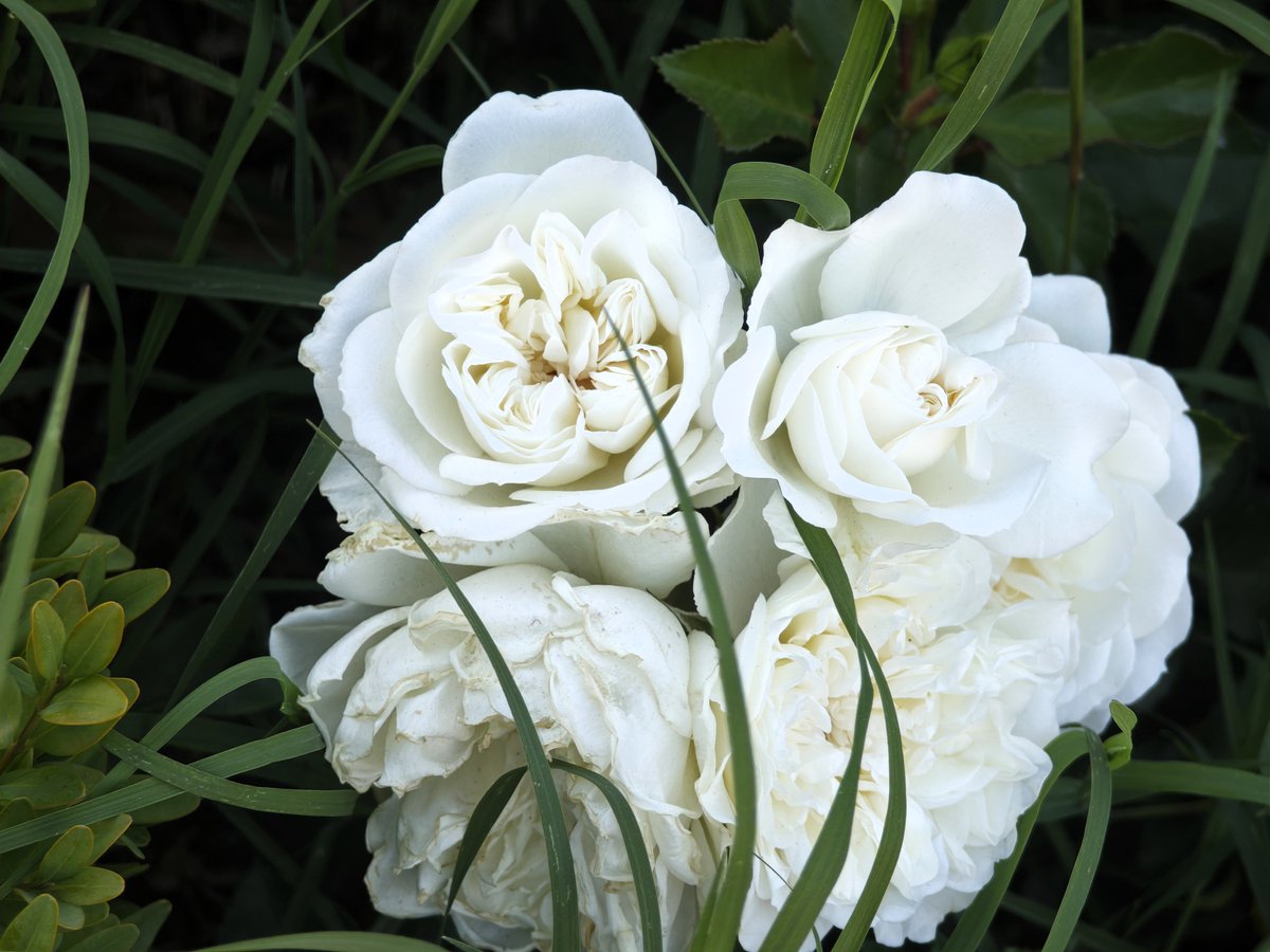 KatySnchez's tweet photo. Hoy tocan blancas. Rosas de jardín.  #rosas #blancas #hacerfotos https://t.co/4T5UJF66ud