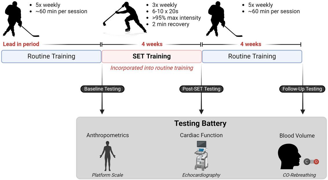 Experimental Physiology (@expphysiol) on Twitter photo Mads Fischer (<a href="/NEXSKU/">Institut for Idræt og Ernæring</a>) et al. show how intensified training augments #cardiac function, but not #blood volume, in male youth elite ice hockey team players! 🏒
📜 buff.ly/MoGnXte Mads Fischer (<a href="/NEXSKU/">Institut for Idræt og Ernæring</a>) et al. show how intensified training augments #cardiac function, but not #blood volume, in male youth elite ice hockey team players! 🏒
📜 buff.ly/MoGnXte