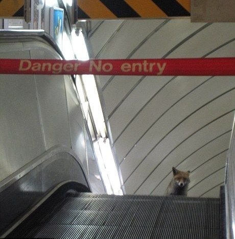 You can not use this escalator while I'm around