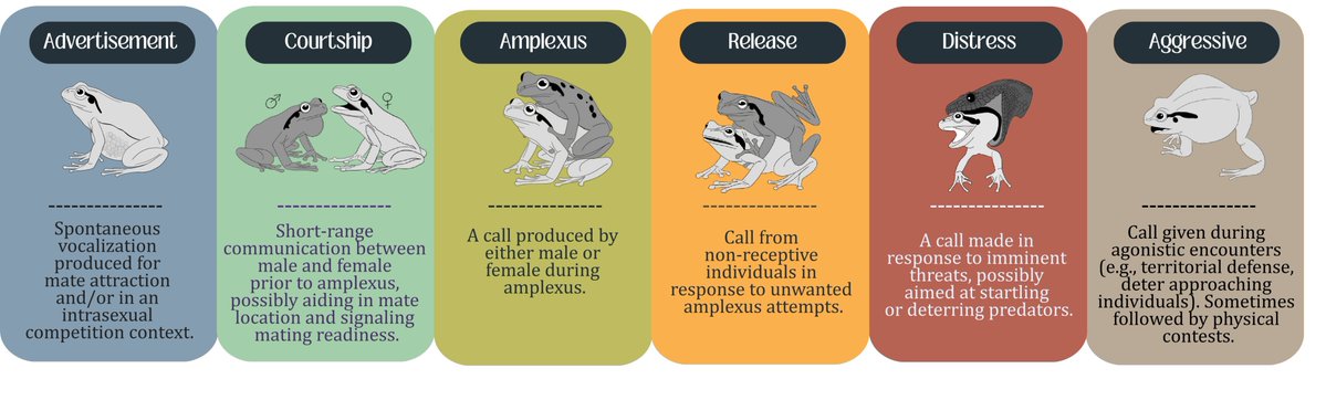Bibiana Rojas (@biobiiana) on Twitter photo "The ‘silent’ half: diversity, function and the critical knowledge gap on female frog vocalizations" –Such cool work! Super proud of these three #HERpers latinas (<a href="/Erika_MSantana/">Erika M. Santana</a> <a href="/AngyMendozaH/">Angela M Mendoza-Henao</a> <a href="/JoGoyes/">Johana Goyes Vallejos</a>) ! 🎵🐸🎶
doi.org/10.1098/rspb.2… "The ‘silent’ half: diversity, function and the critical knowledge gap on female frog vocalizations" –Such cool work! Super proud of these three #HERpers latinas (<a href="/Erika_MSantana/">Erika M. Santana</a> <a href="/AngyMendozaH/">Angela M Mendoza-Henao</a> <a href="/JoGoyes/">Johana Goyes Vallejos</a>) ! 🎵🐸🎶
doi.org/10.1098/rspb.2…