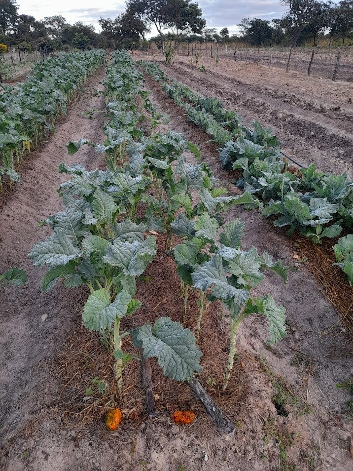 Rural Zimbabwe
Mornings are getting COLD
Veggies show the COLD morning dew.
We have mulched, added compost
Prepared for WINTER DAYS

Dont Leave Land IDLE