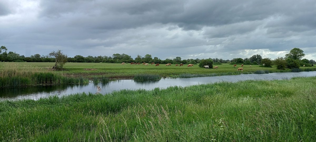 terry brown (@terrytwitcher) on Twitter photo My first Turtle Dove of 2025 was heard this morning at Fen Drayton RSPB It was the highlight from a walk around Ferry Lagoon Also noted were 2 Cuckoo a male Marsh Harrier 15 Cattle Egret 14 Swift 2 Oystercatcher a Great Egret & the usual mix of singing Warblers <a href="/CambsBirdClub/">Cambs Bird Club</a> My first Turtle Dove of 2025 was heard this morning at Fen Drayton RSPB It was the highlight from a walk around Ferry Lagoon Also noted were 2 Cuckoo a male Marsh Harrier 15 Cattle Egret 14 Swift 2 Oystercatcher a Great Egret & the usual mix of singing Warblers <a href="/CambsBirdClub/">Cambs Bird Club</a>
