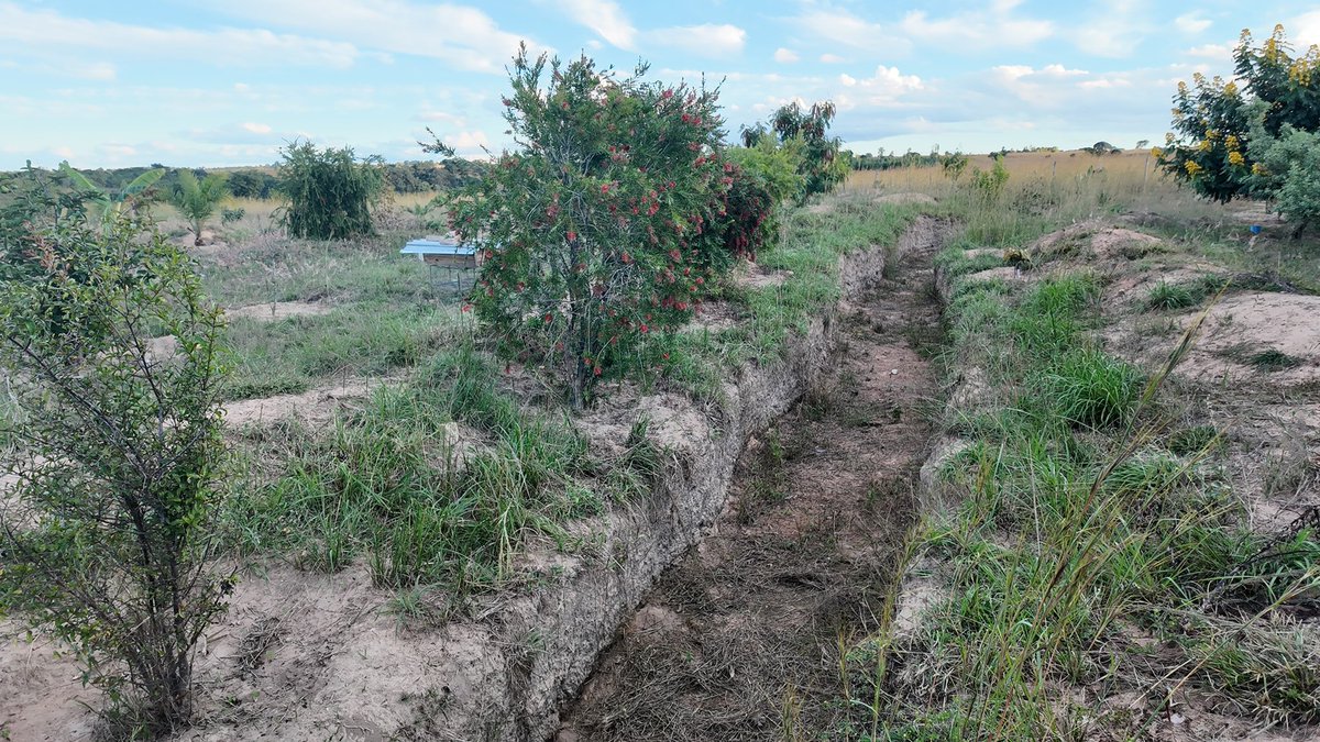 Rural Zimbabwe
We visited Huchu Village. Chivhu. Zimbabwe
We listened to sustainable farming wisdom
Macdonald Mamina was a superb  teacher
Percolation Pits harvest RAIN water for Orchard TREES.

Don't Leave Land IDLE