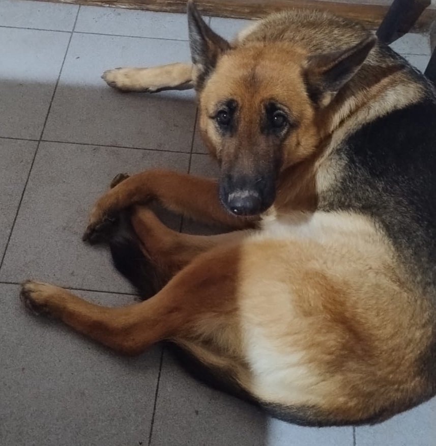 Lloraba afuera por el frío y por la soledad y se la dejó entrar. Es la ovejera más tierna del mundo.