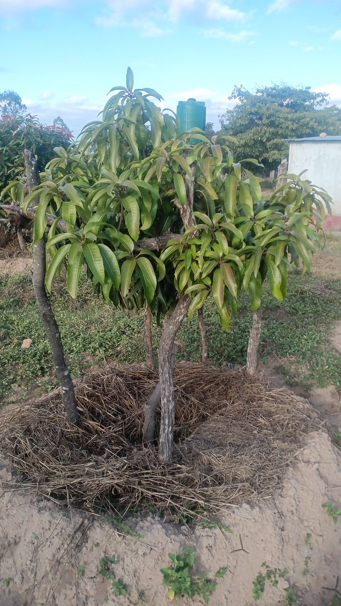Rural Zimbabwe
Orchard is making progress
We started with a few trees
A few died. We replanted.

Don't Leave Land IDLE