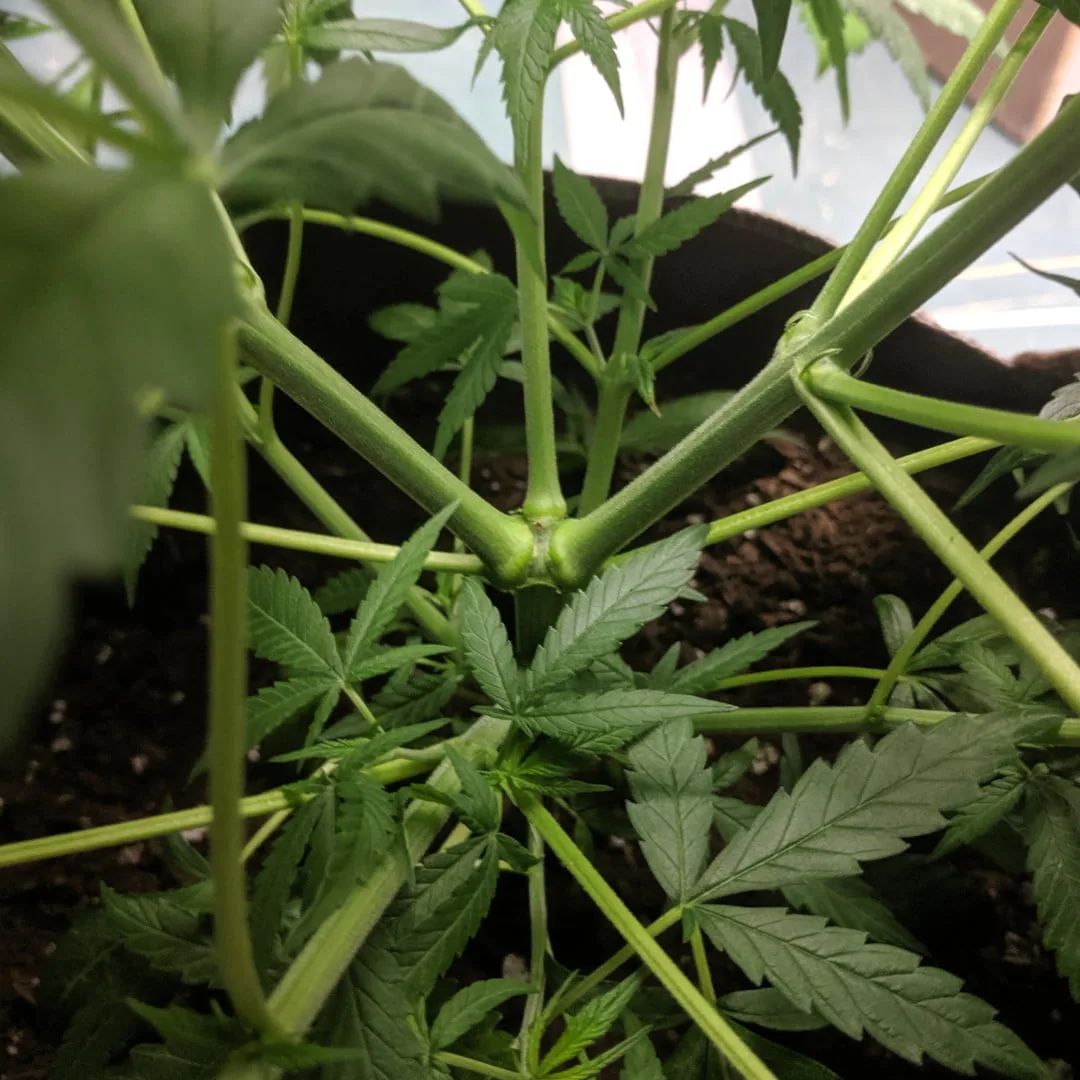 Topping cannabis plants promotes bushy growth and higher yields. Learn the right techniques here: buff.ly/DMQ09XQ #gardeningtips #cannabisgrowth