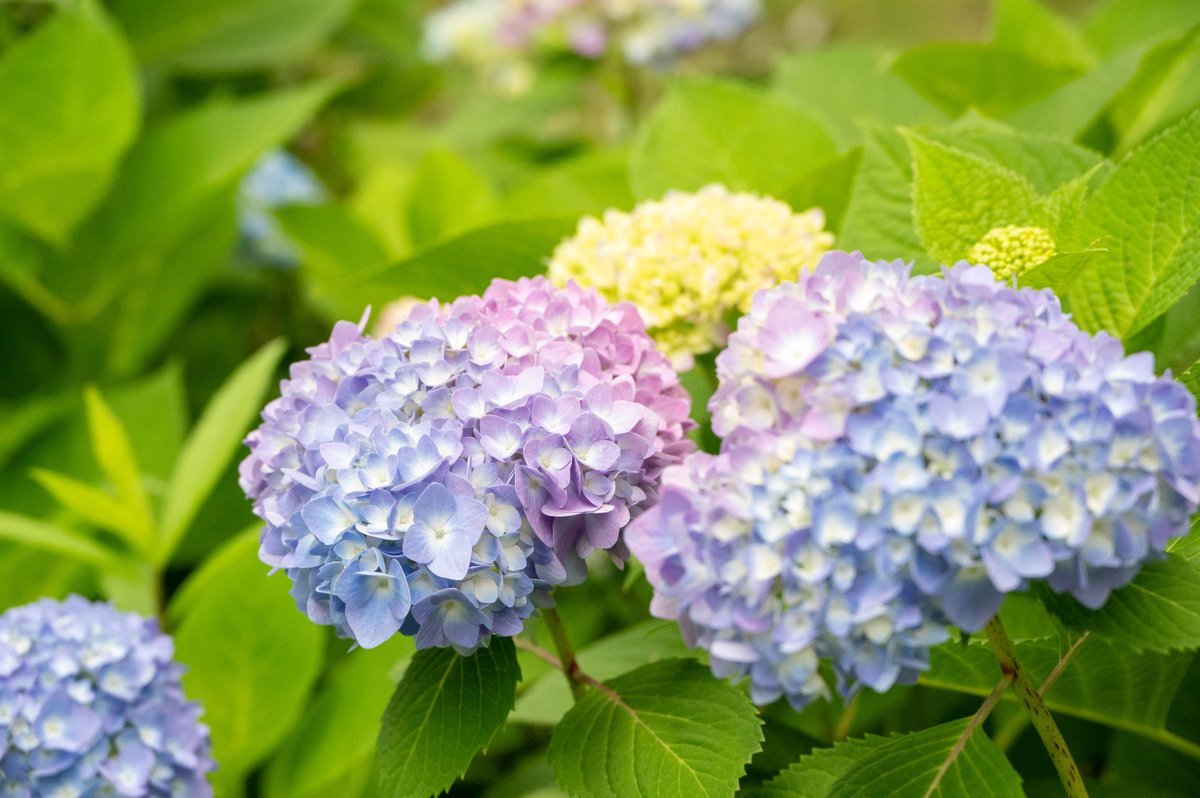 maru_se_'s tweet photo. 一足先の紫陽花
#nikon_photography
#nikonz6ii https://t.co/WtkGkz7z2k