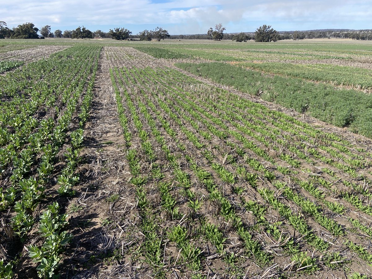 Field trial going very well in the Tambellup