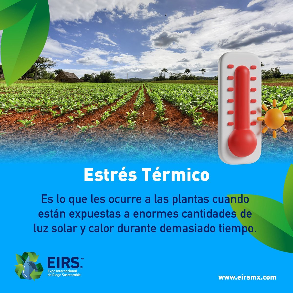☀️🔥 En cultivos, el estrés térmico se refiere a un estado en el que las plantas sufren daño debido a temperaturas extremas, ya sea altas o bajas, que se desvían del rango óptimo para su crecimiento.
👉 EVITAR ESTRES TERMICO
✔ Manejo adecuado del riego
