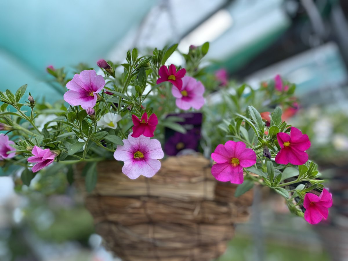 Small Petunia hanging baskets available in various colours, priced at £9.99 per basket &amp; more 🌸
Open 7 Days, on Southwick Road (B2177), North Boarhunt, near Wickham, Fareham, PO17 6JH, what3words locator ///treaty.infuses.kitten, 01329 832294, https://mountfolly.co.uk 🙂