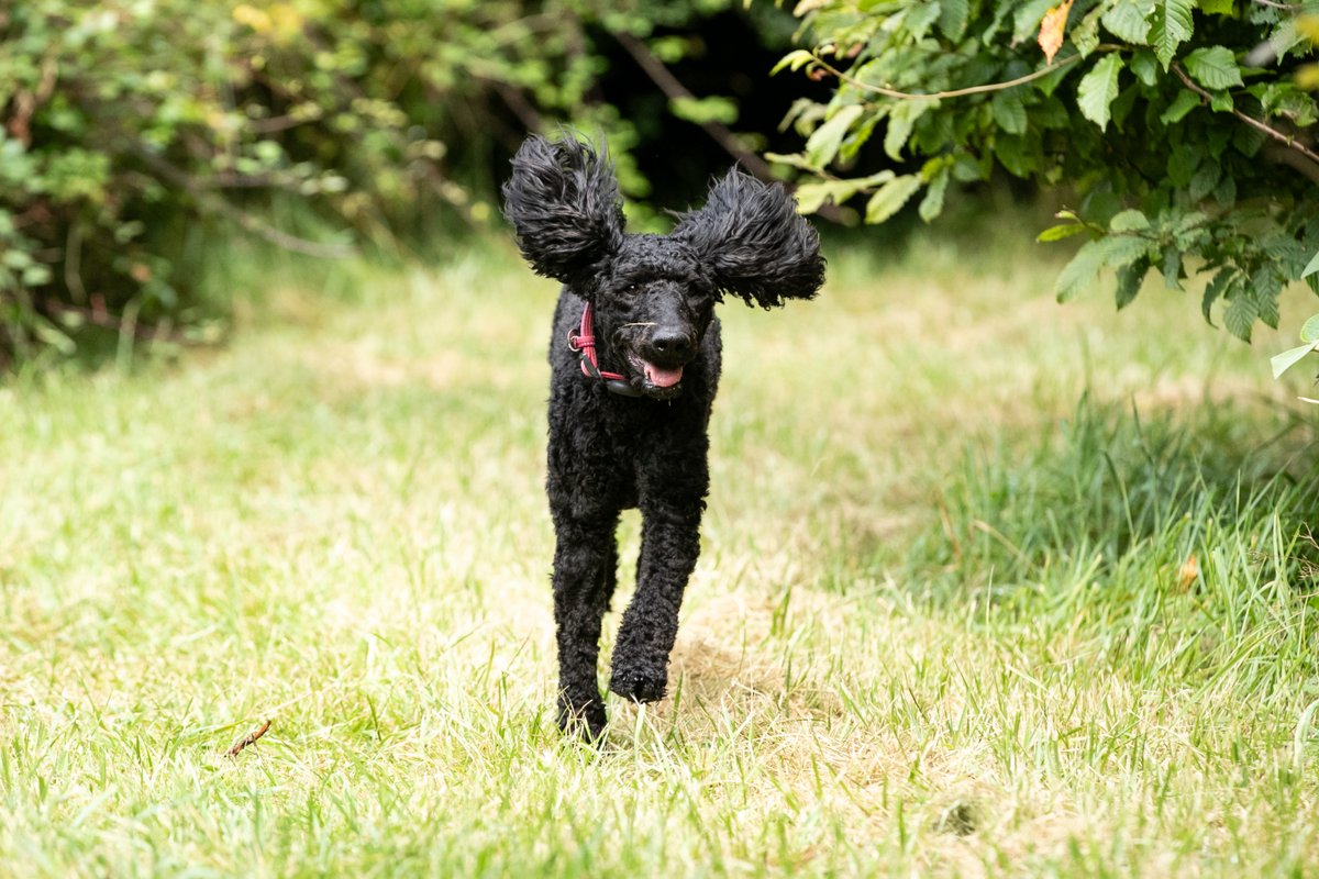Medical Detection Dogs (@meddetectdogs) on Twitter photo We're closing applications for our charity slot in the 2026 <a href="/LondonMarathon/">TCS London Marathon</a> this weekend so if you're thinking of running on behalf of MDD, please visit medicaldetectiondogs.org.uk/london-maratho…
We'll be at the event to cheer you on, we can help share your fundraising page to lots of people and We're closing applications for our charity slot in the 2026 <a href="/LondonMarathon/">TCS London Marathon</a> this weekend so if you're thinking of running on behalf of MDD, please visit medicaldetectiondogs.org.uk/london-maratho…
We'll be at the event to cheer you on, we can help share your fundraising page to lots of people and