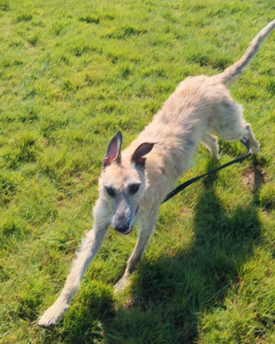 🐾Hairy Lurcher Alert! 🐾 
18 month old Santo is a young, intelligent &amp; energetic dog who is relaxed at home. He will need plenty of mental stimulation and physical exercise. He's very friendly with people and dogs and always keen to make new friends! 
foreverhoundstrust.org/dog/santo/