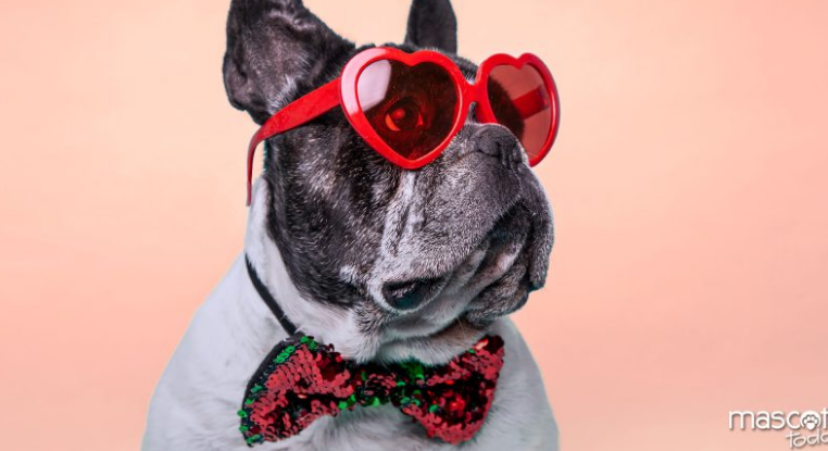 MascotasToday's tweet photo. Muy Buenos DiasBulldog
 Francés: el payaso más adorable del mundo canino https://t.co/6ucM1pLFua https://t.co/oIwwa3Dy2d