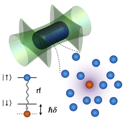 PhysRevX's tweet image. Using radio-frequency #spectroscopy and #interferometry, researchers analyze the dynamics of mobile impurities injected in a homogeneous Bose-Einstein condensate and uncover simple scaling laws that govern impurity dynamics at all interaction strengths.

go.aps.org/4dLEbyQ