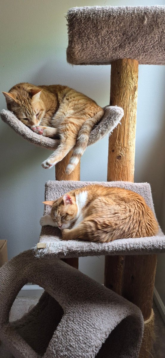 Just hanging out with my brother <a href="/TheCatHiggins/">Higgins (The Evil One)</a>