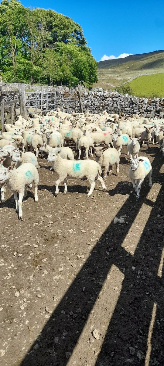 Richard Stockdale (@richardstockda5) on Twitter photo Weigh & 1st dose day Weigh & 1st dose day