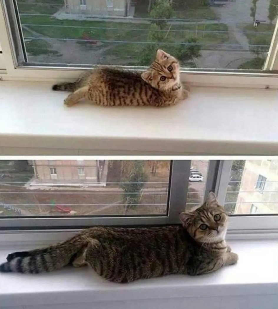 WeAssessCats's tweet photo. He still has the same look https://t.co/nldHPjze33