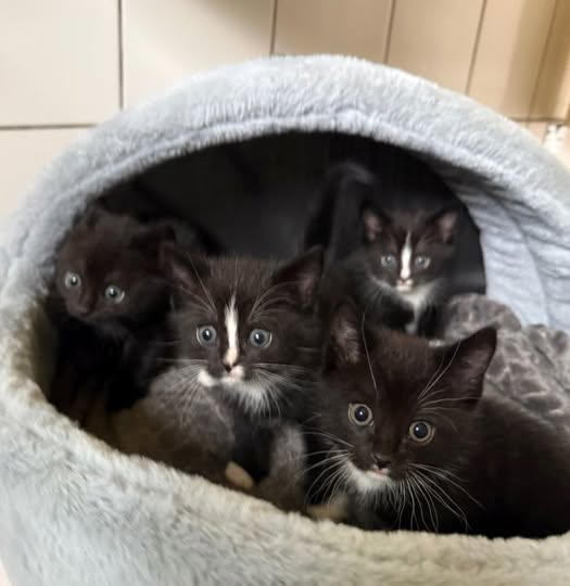 Tierheim Köln-Dellbrück Kopie:
Ob diese vier Miezen (plus Mami) einen gültigen Fahrschein hatten, wissen wir zwar nicht, aber sicher ist, dass sie gestern auf jeden Fall mit der S-Bahn unterwegs waren.
Es ist eine ziemlich kuriose Geschichte: Zwei junge Damen meldeten der