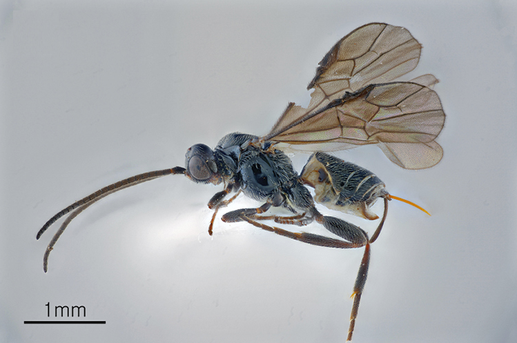 New study confirms that the braconid wasp Doggerella (Lelejobracon) chasanica parasitizes immatures of the longhorn beetle Monochamus alternatus, representing a new host record for D. (L.) chasanica: doi.org/10.3897/jhr.98…

#biology #DNAbarcoding #pests
