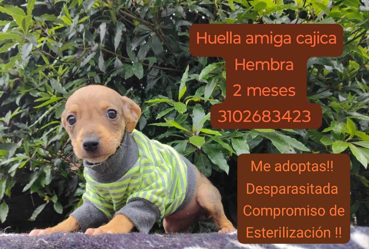 EymiYesCanaria's tweet photo. @andreanimalidad
@DiaAnimales
@maomontenegro
@margaritavela
@PaolaM22_
@YMFajardo1106
@AngieChaparroS
@namarievenstar
@Margaritarosadf
📍 Ubicación: Cajica Cundinamarca
🐶 ¡Cachorritos en Adopción! 🐾
Tenemos preciosos cachorros de 2 meses en busca de un hogar lleno de amor https://t.co/4trNVRGDNl