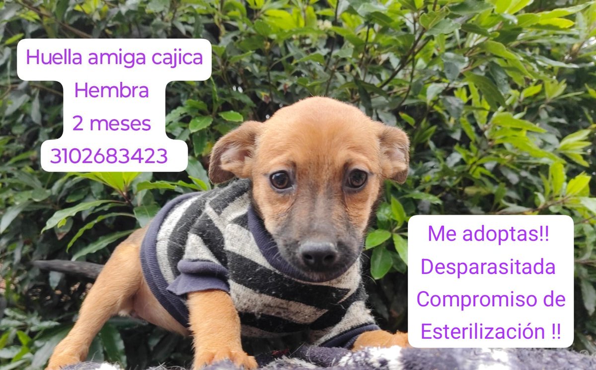 EymiYesCanaria's tweet photo. 📋 Se entregan con compromiso de esterilización, Vacunación
☎ Contacto: 3102683423
Adopta, no compres! Cambia una vida y gana un amigo fiel para siempre 💛. Ayúdanos a Compartir para que pronto encuentren un bello hogar https://t.co/vLRlQ3KoqS