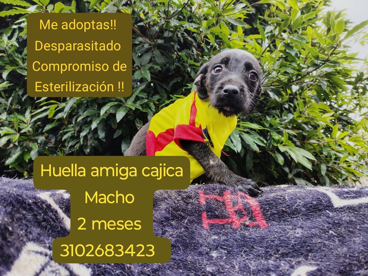 EymiYesCanaria's tweet photo. 📋 Se entregan con compromiso de esterilización, Vacunación
☎ Contacto: 3102683423
Adopta, no compres! Cambia una vida y gana un amigo fiel para siempre 💛. Ayúdanos a Compartir para que pronto encuentren un bello hogar https://t.co/vLRlQ3KoqS