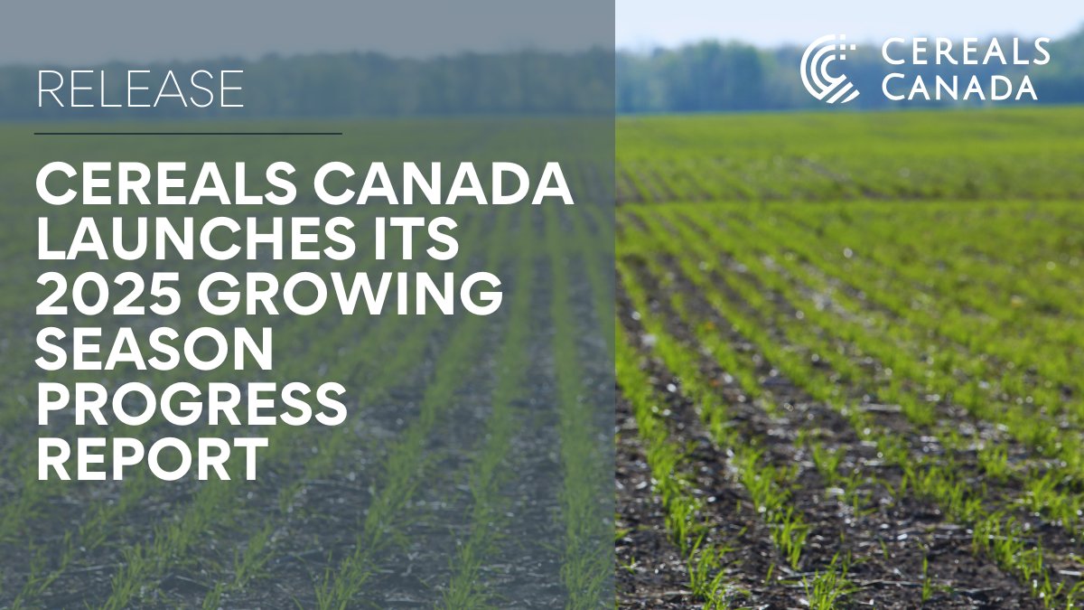 The 2025 Canadian spring wheat crop is off to a great start and with it comes the relaunch of our Growing Season Progress Report. Check seeding progress, emergence, environmental conditions, and more at cerealscanada.ca/growing-season…