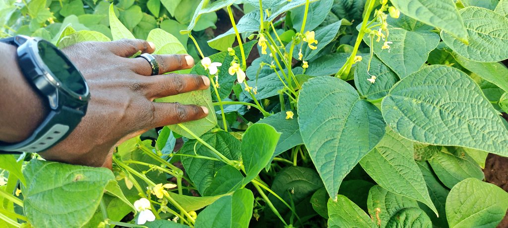 Mudumenwemari..Int'l tweet media