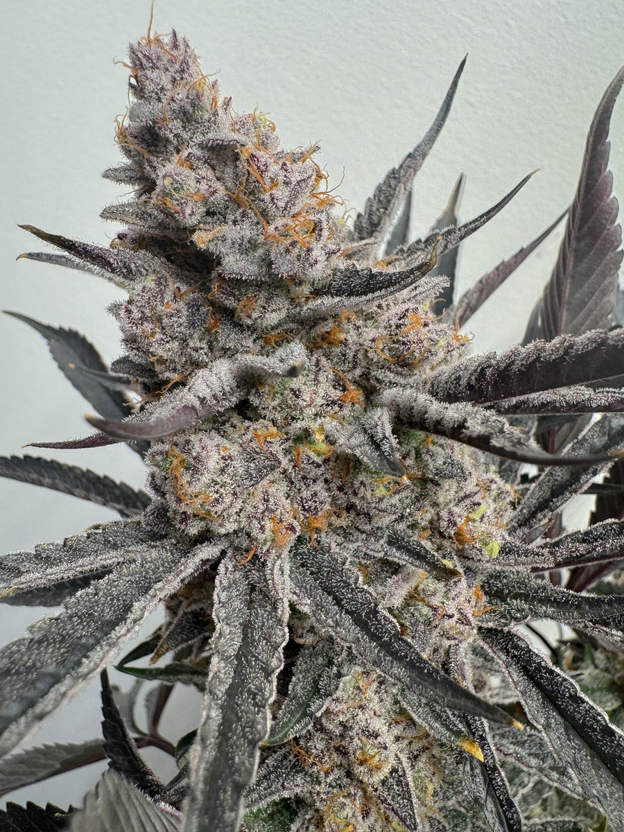 🌴🧊Boofsicle
Super Boof x Miami Madness

Boofsicle from the Solfire Gardens discord server for all the candy orange terp fans out there🔥