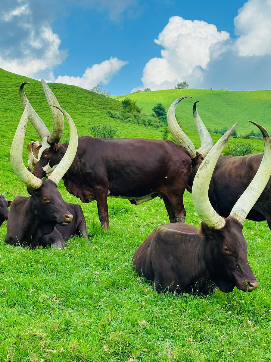 U Rwanda ruzira umwaga🇷🇼❤️