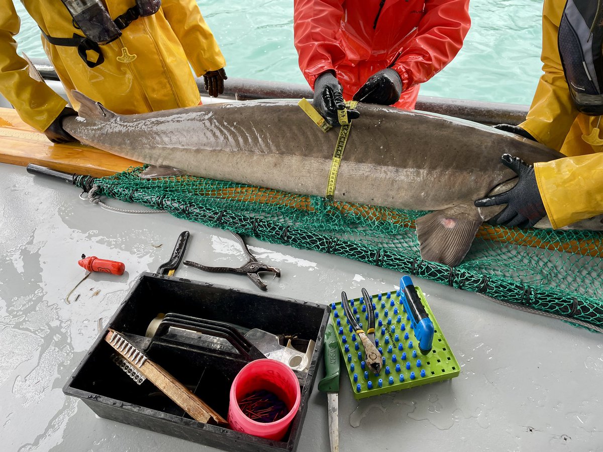 We had a good first lift day for our 2025 #LakeSturgeon setline survey in the North Channel of the #StClairRiver! 14 #sturgeon caught, with 3 being recaptures.  Adult-heavy catch today, with only 2 being juveniles.

#SturgeonSetlineDiary #GreatLakes #GreatLakesSci