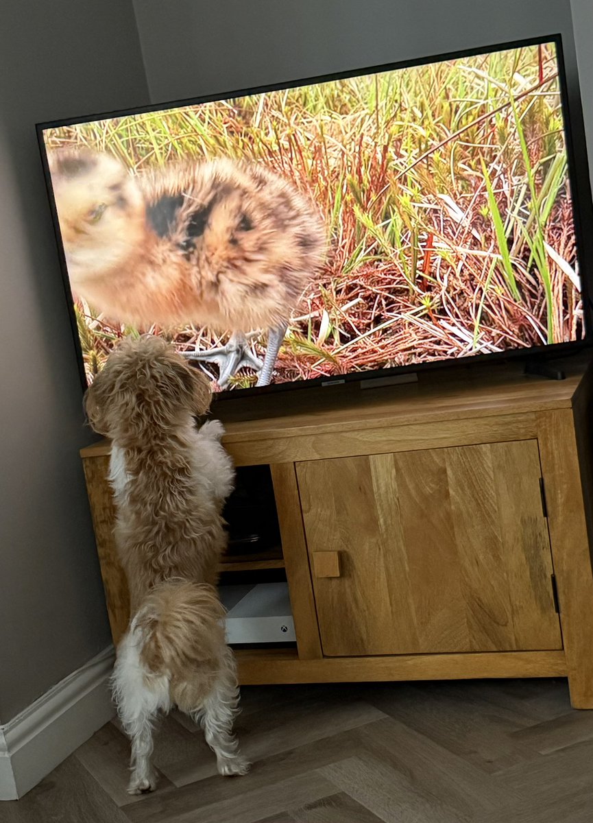 Clare Lindley tweet media