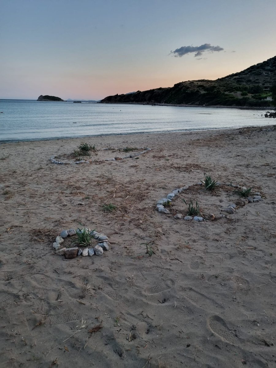 #Karaincir sahilde kum zambakları bölgesi, bu sene çoğalmışlar, ne güzel ❤
Çevrelerini taşla çevirdik yine ve doğaya emanet ettik <a href="/datcabelediyesi/">Datça Belediyesi</a> keşke bir bilgilendirme  tabelası konuşlandırsanız bu bölgeye