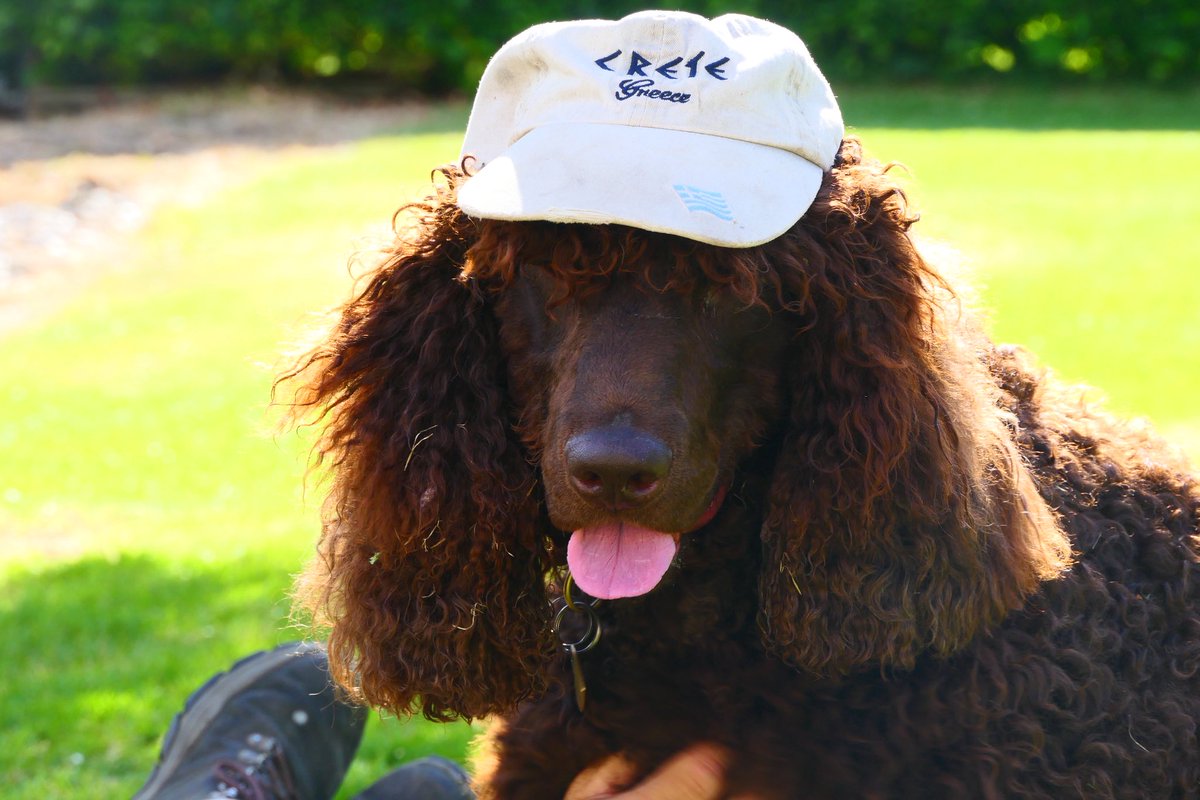 JontitheRetriever🌈 tweet media