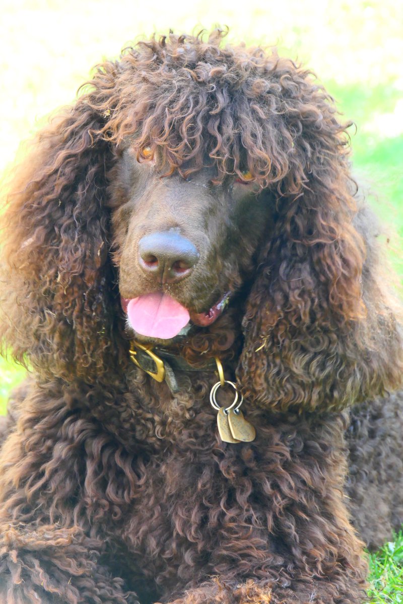 JontitheRetriever🌈 tweet media