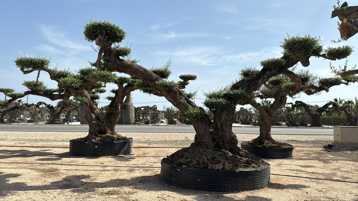 Hubo un tiempo —casi mítico ya— en que un jardinero llegaba al parque con su sombrero de paja, su tijera de podar bien afilada y un conocimiento casi druídico del ciclo de la vida vegetal. Observaba el boj, acariciaba el romero, hablaba con el níspero. Entendía cuándo algo