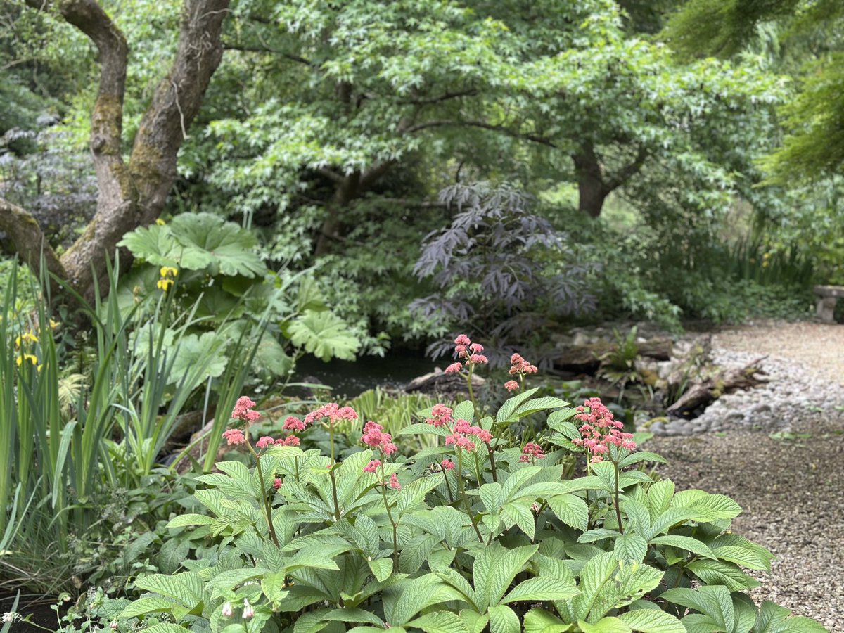 Louise_Venter's tweet photo. Rodgersia just looking fabulous at the moment. Such a great plant to add structure to any border & brilliant as a marginal focal plant #garden #landscape #pond #design #rodgersia https://t.co/pXmKO38Mlb